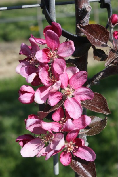 Редлав Одіссо — яблуня з декоративними квітами